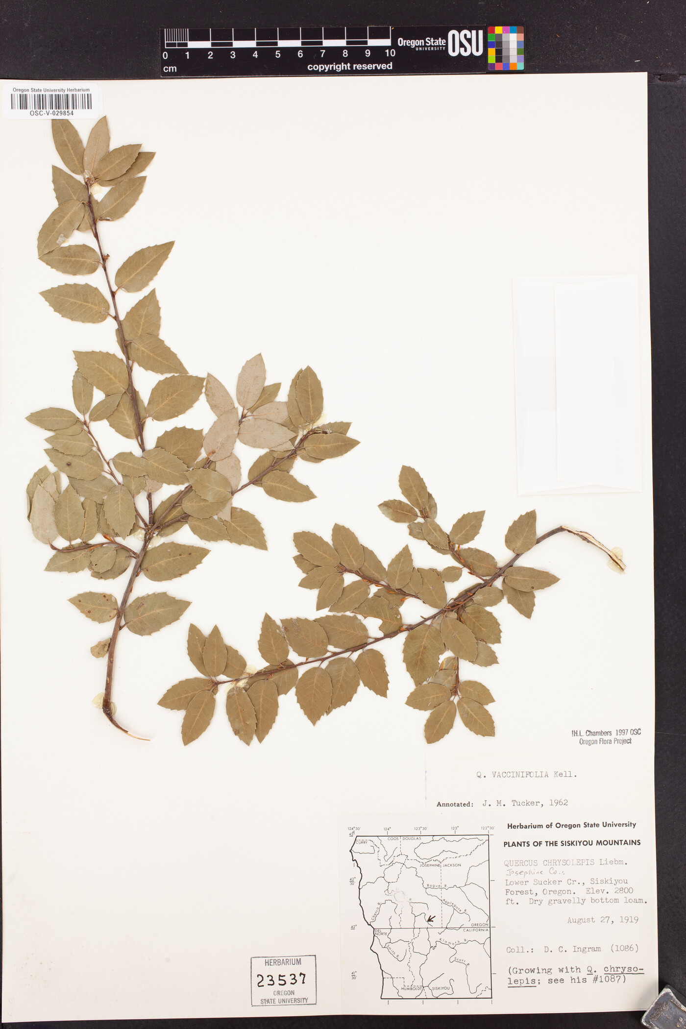 Quercus vacciniifolia image