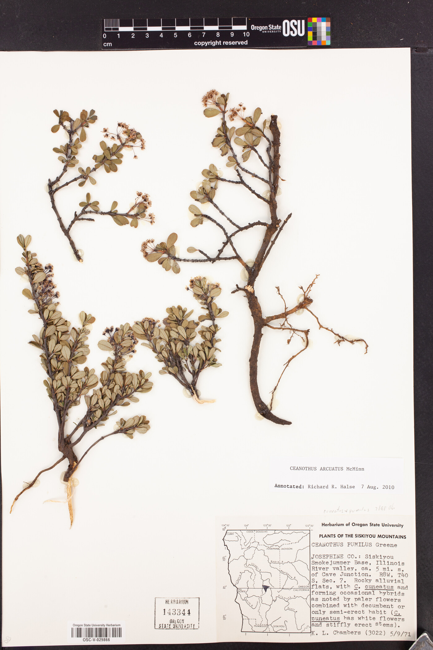 Ceanothus arcuatus image