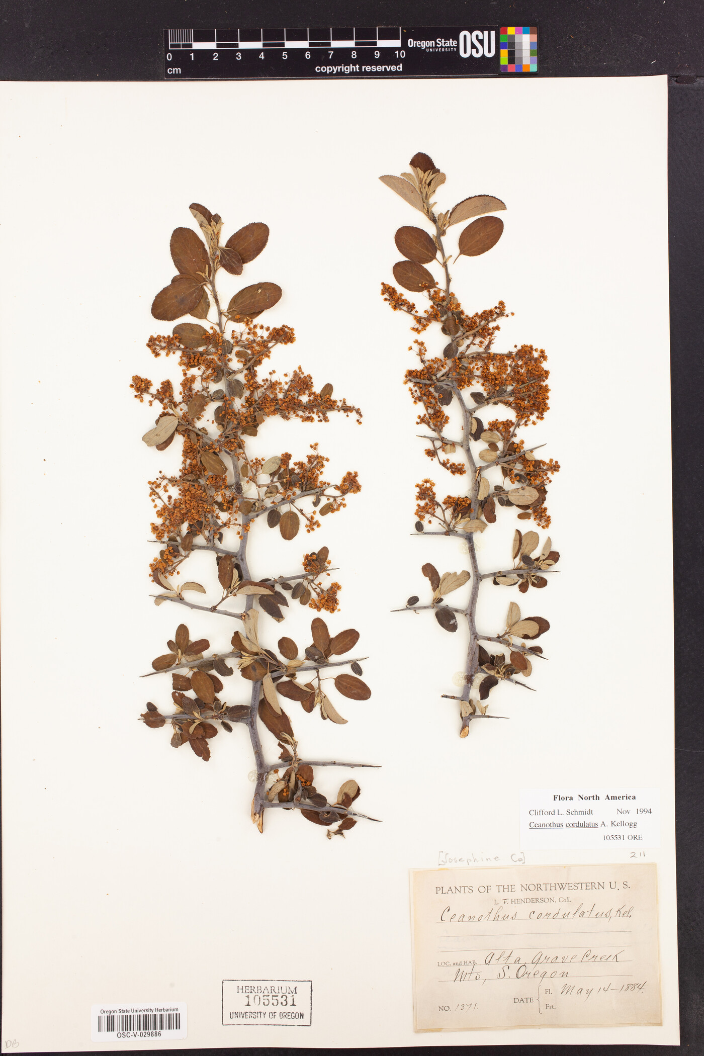 Ceanothus cordulatus image