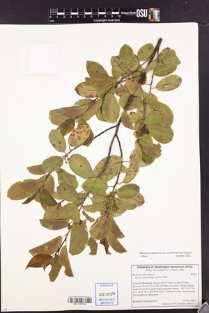 Frangula californica subsp. occidentalis image