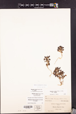 Diplacus cascadensis image