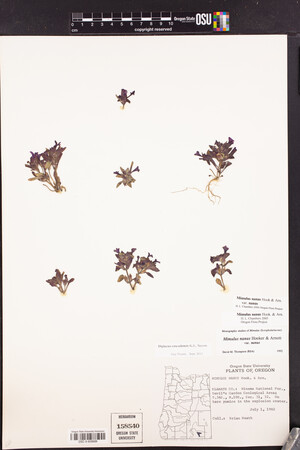 Diplacus cascadensis image