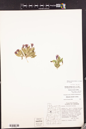 Diplacus tricolor image