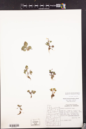 Erythranthe alsinoides image