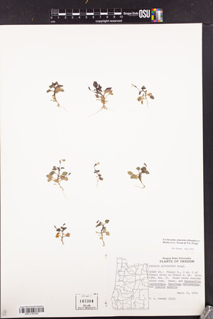 Erythranthe alsinoides image