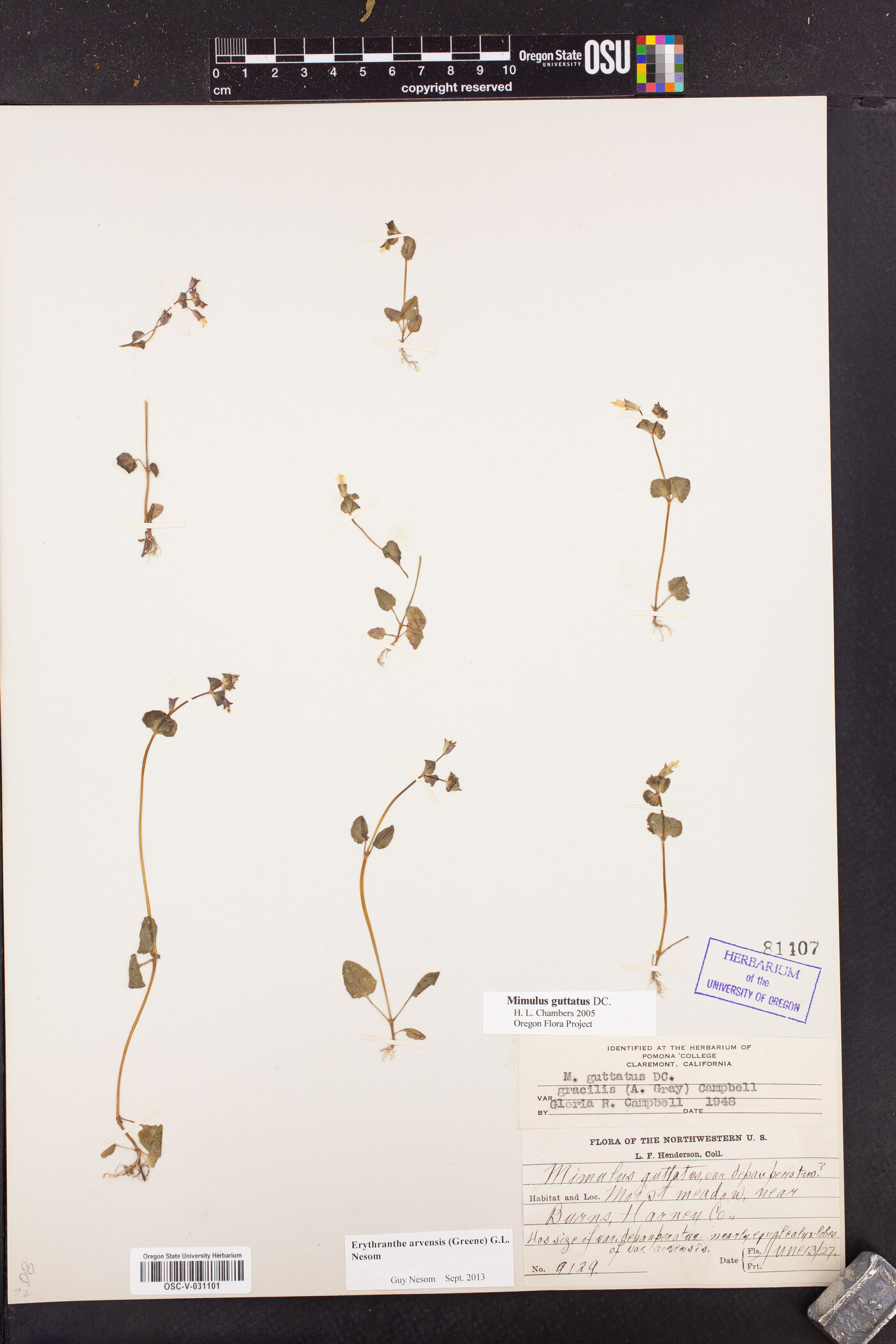 Erythranthe arvensis image