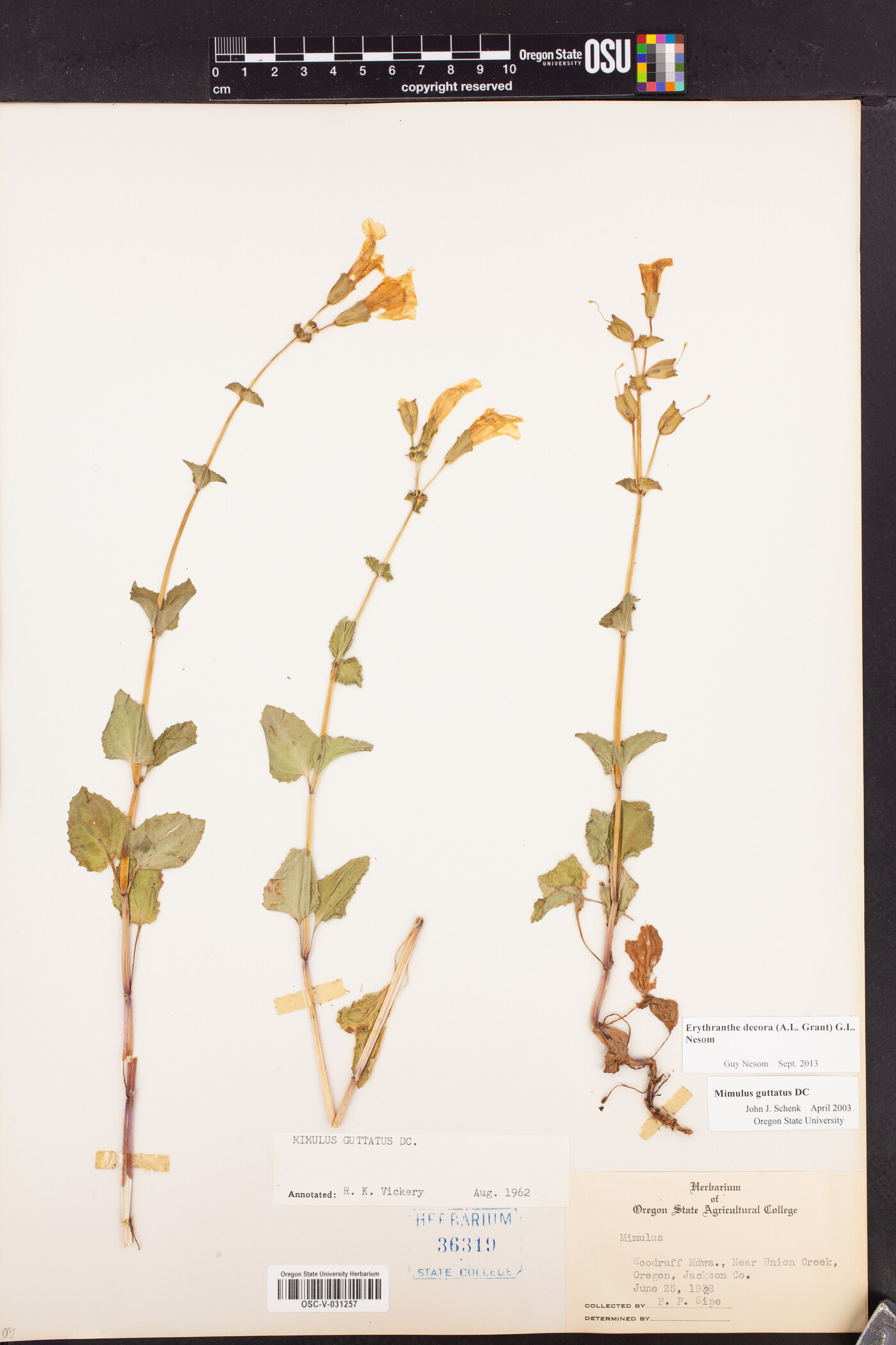 Erythranthe decora image