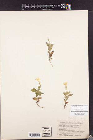 Erythranthe moniliformis image