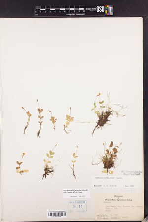 Erythranthe primuloides image