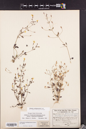 Erythranthe washingtonensis image