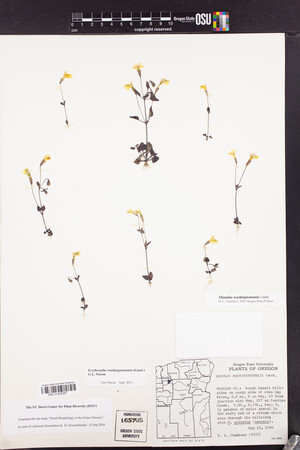 Erythranthe washingtonensis image