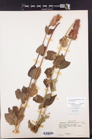 Agastache urticifolia var. urticifolia image