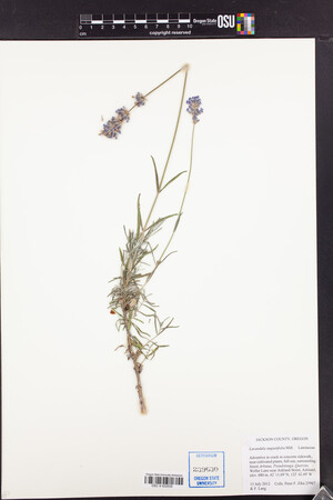 Image of Lavandula angustifolia