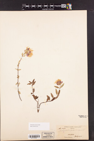 Monardella purpurea image