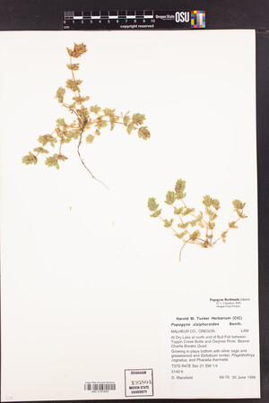 Pogogyne floribunda image