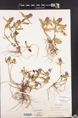 Prunella vulgaris var. lanceolata image