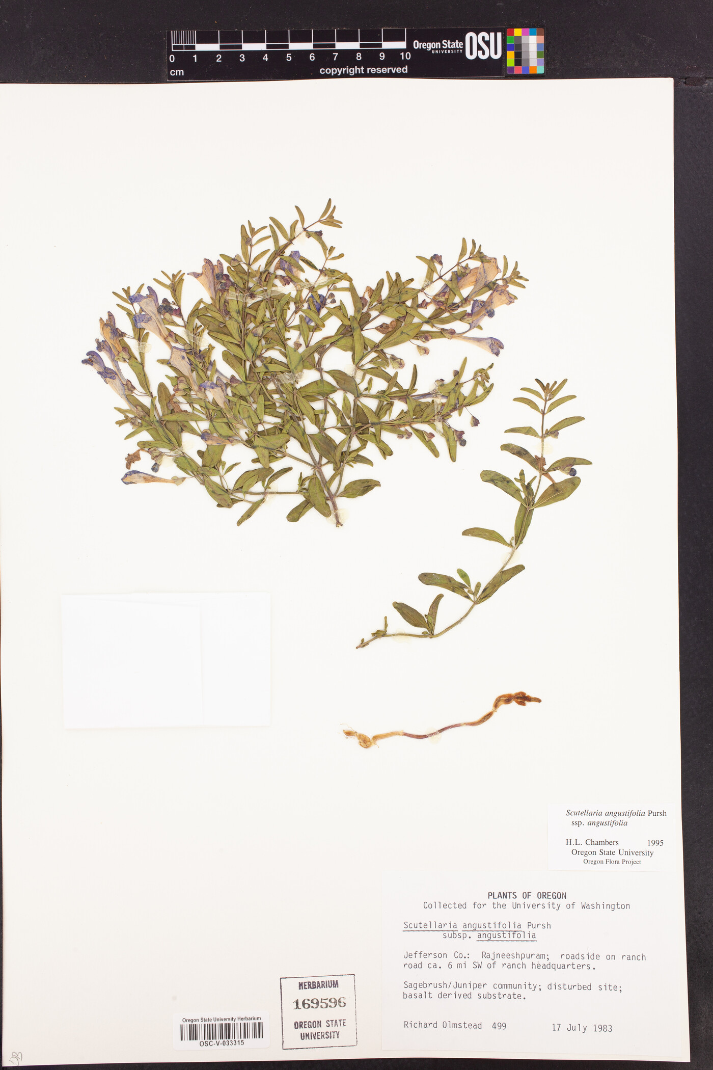 Scutellaria angustifolia image