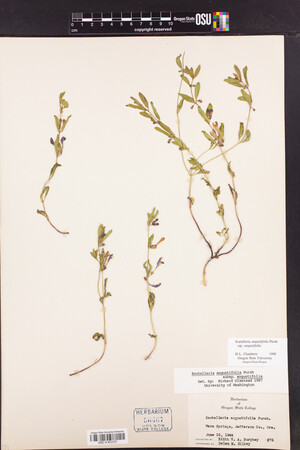 Scutellaria angustifolia subsp. angustifolia image