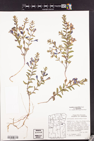 Scutellaria angustifolia subsp. angustifolia image