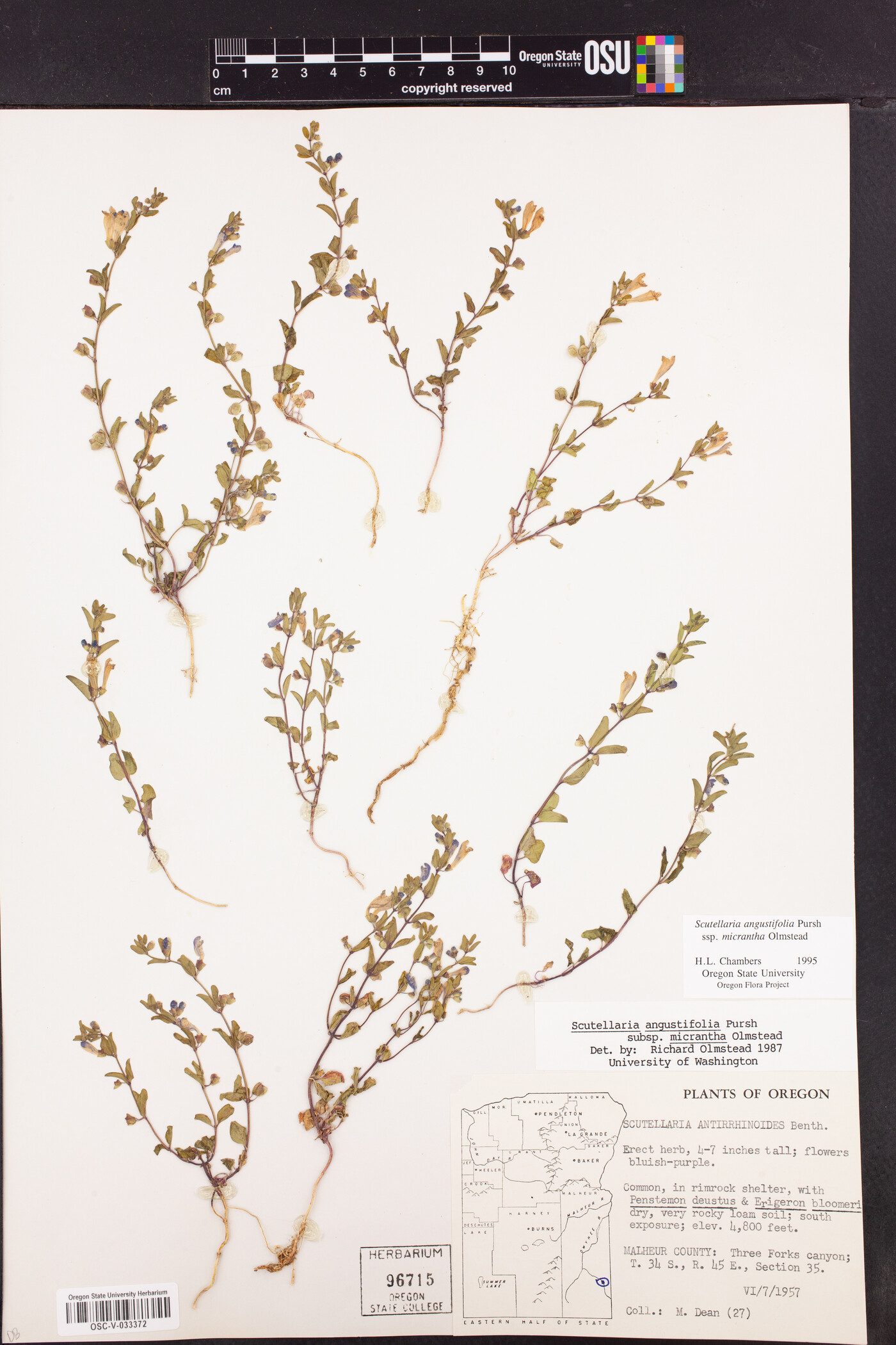 Scutellaria angustifolia subsp. micrantha image