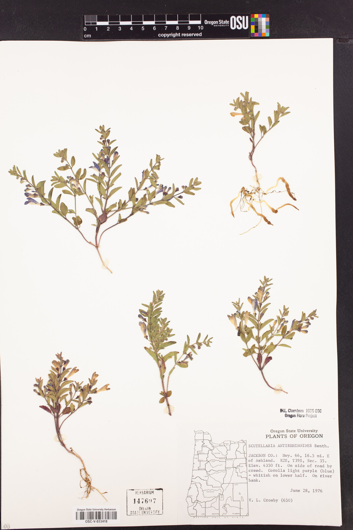 Scutellaria antirrhinoides image