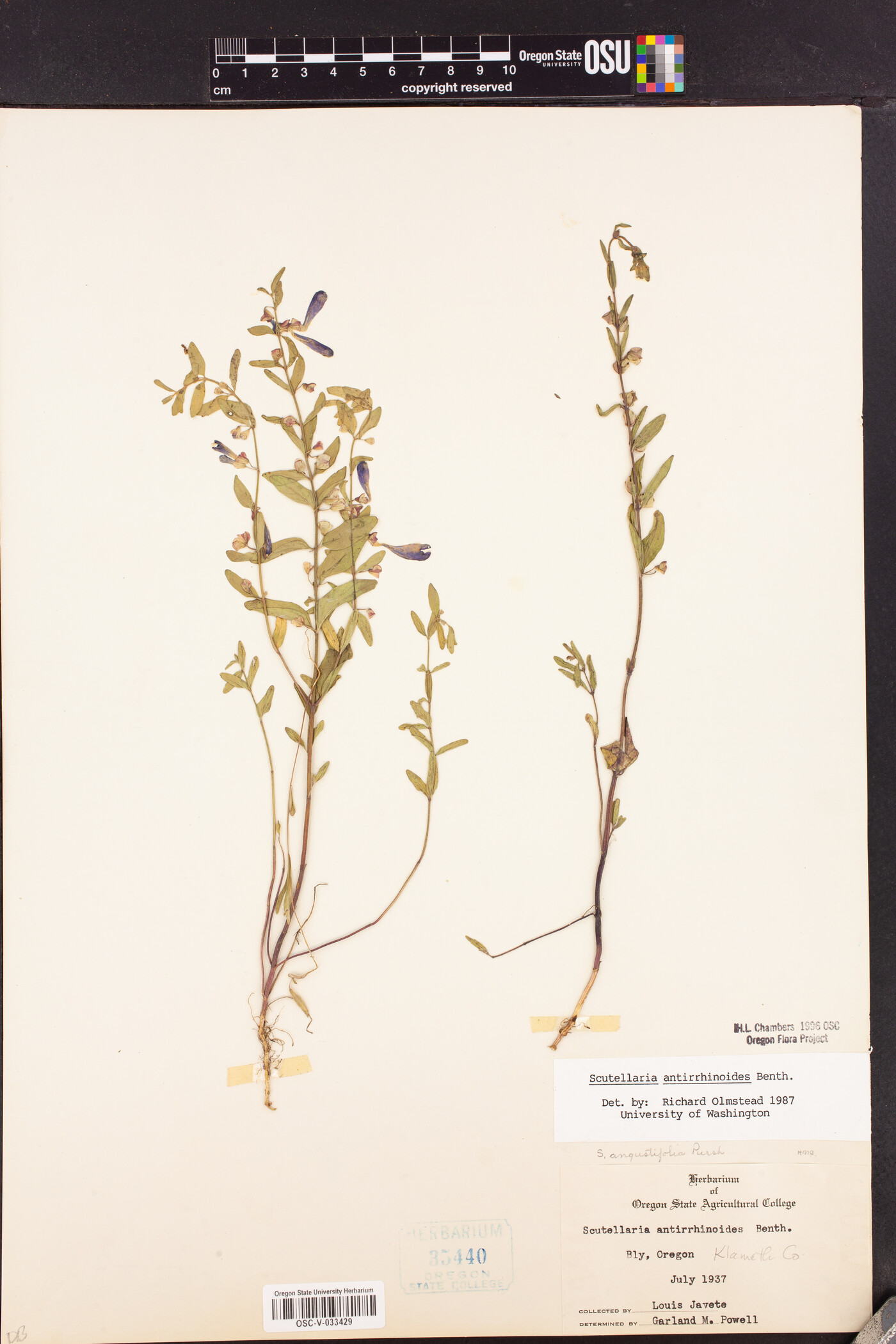 Scutellaria antirrhinoides image