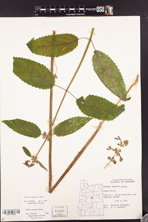 Stachys chamissonis image
