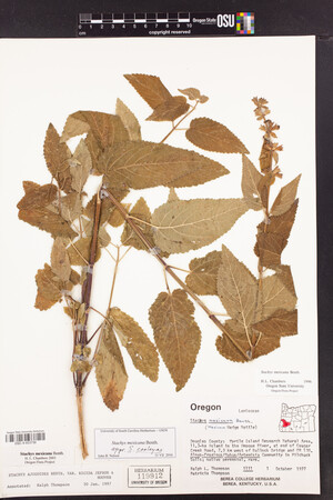 Stachys mexicana image