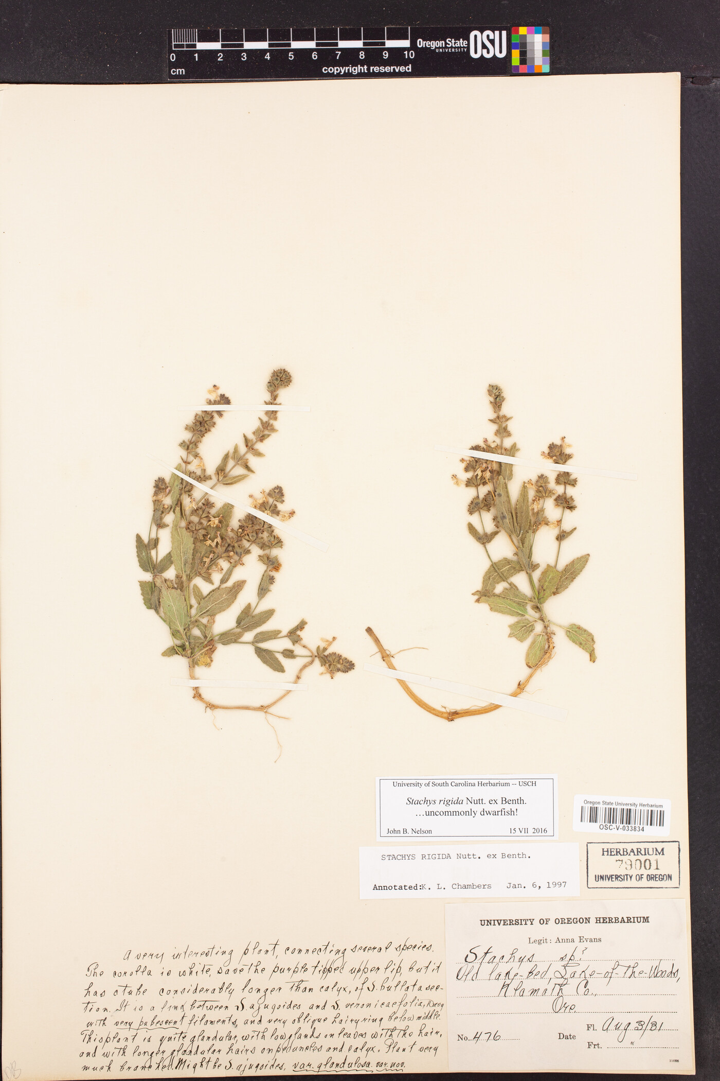 Stachys rigida image