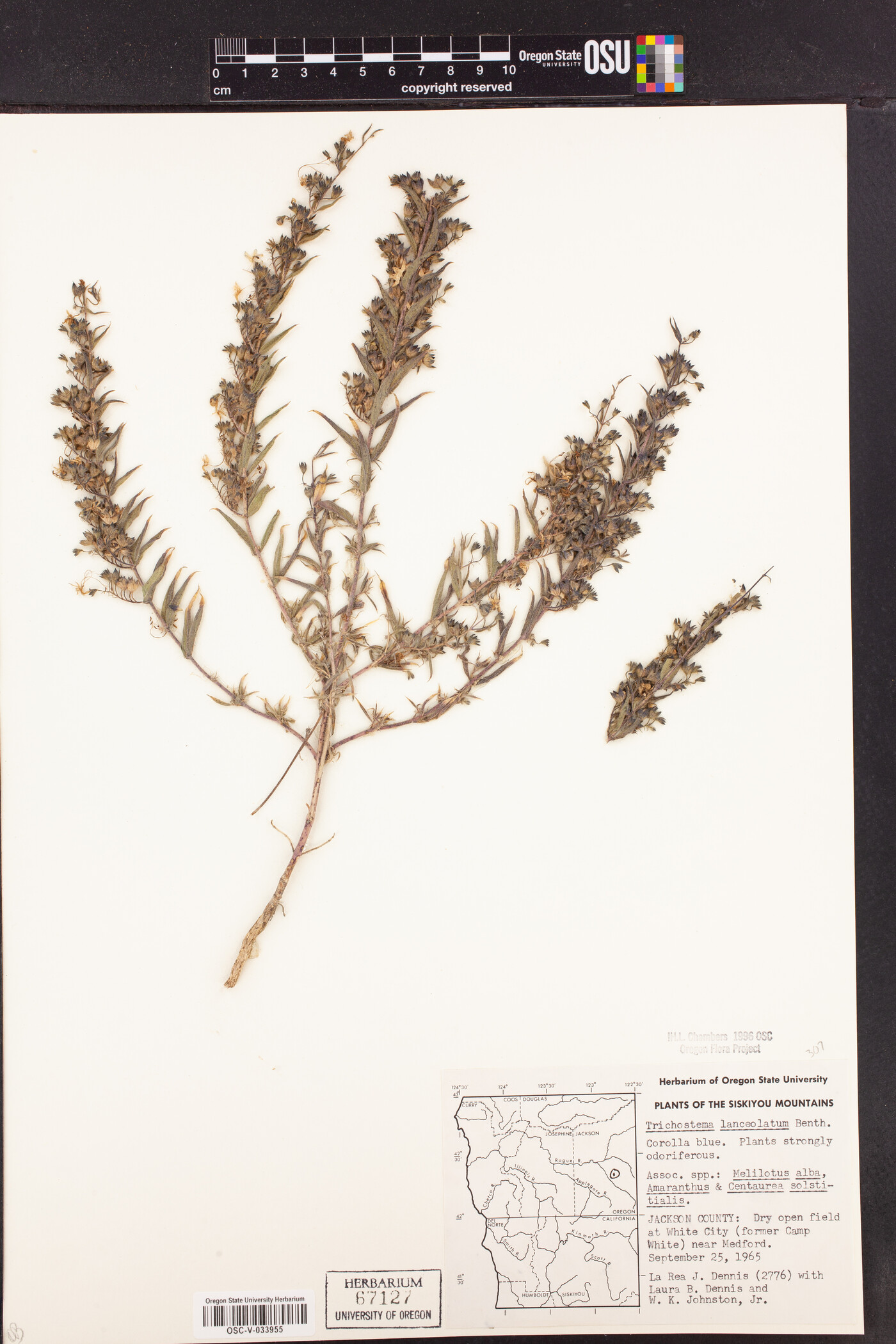 Trichostema lanceolatum image