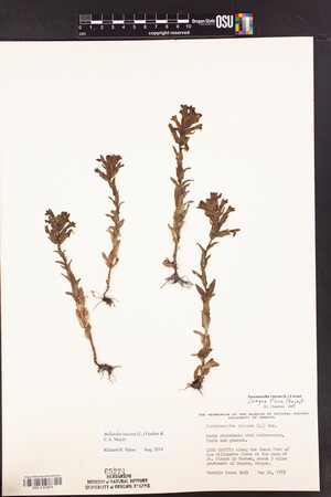 Bellardia viscosa image