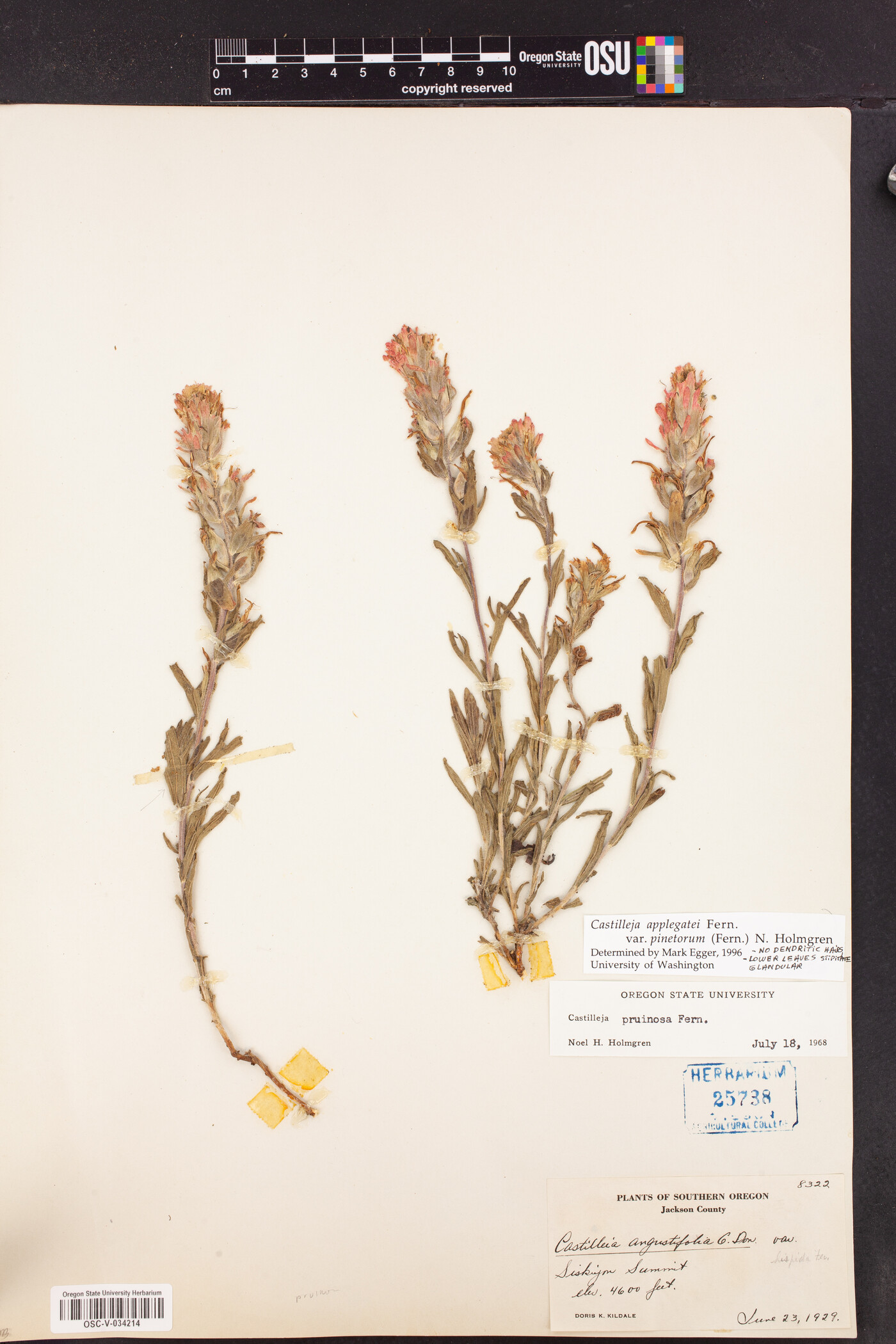 Castilleja applegatei var. pinetorum image