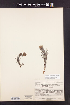 Castilleja arachnoidea image