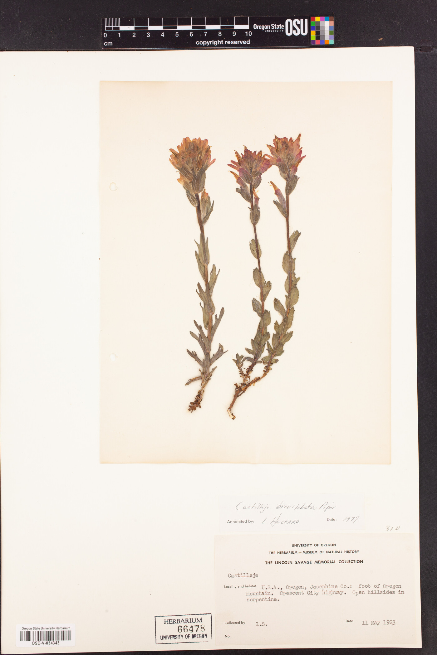 Castilleja brevilobata image