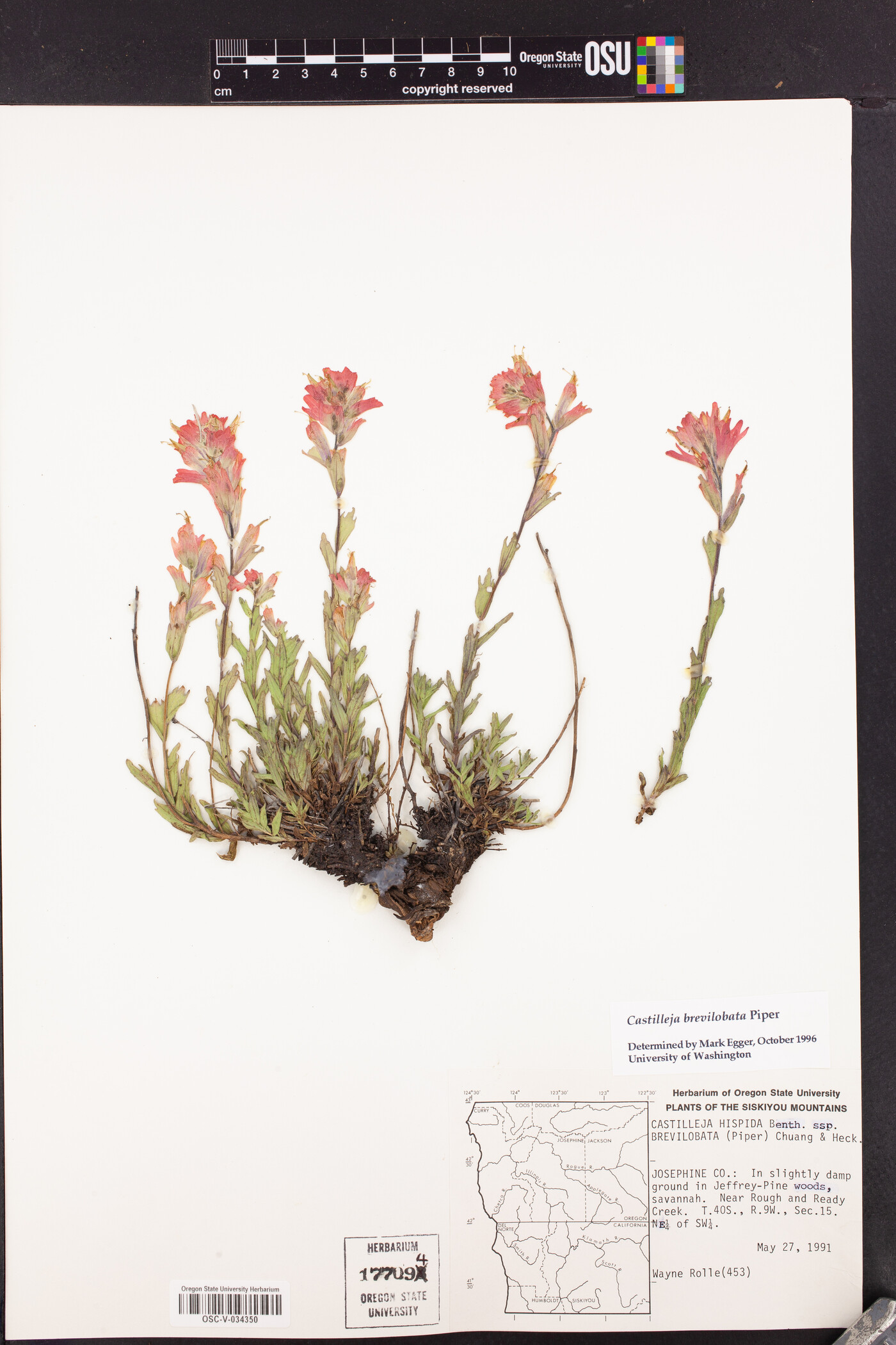 Castilleja brevilobata image