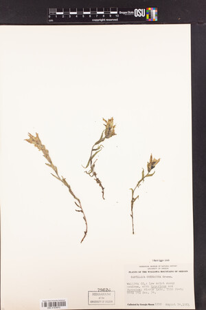 Castilleja chrysantha image