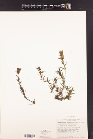 Castilleja chrysantha image