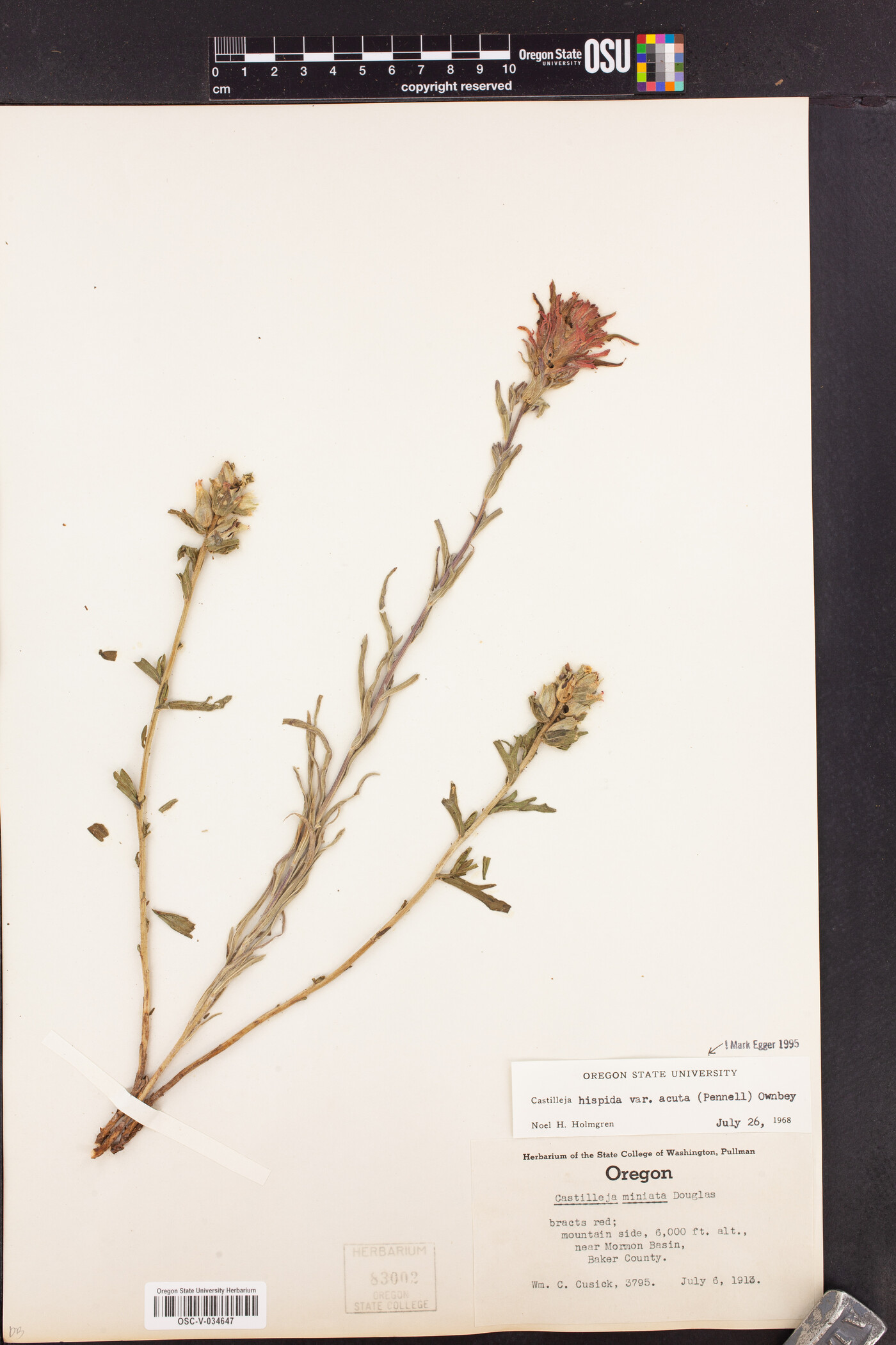 Castilleja hispida var. acuta image