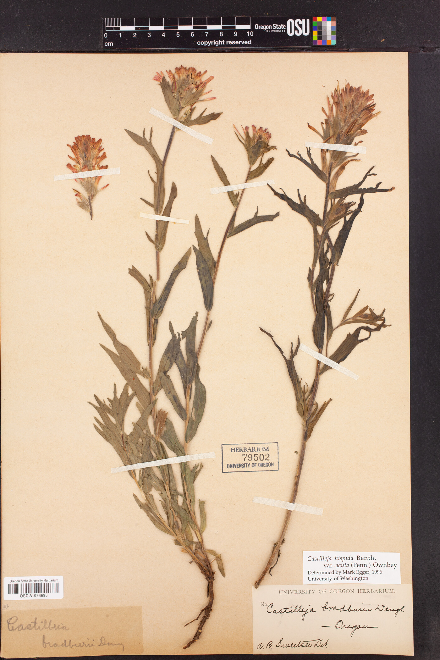 Castilleja hispida var. acuta image