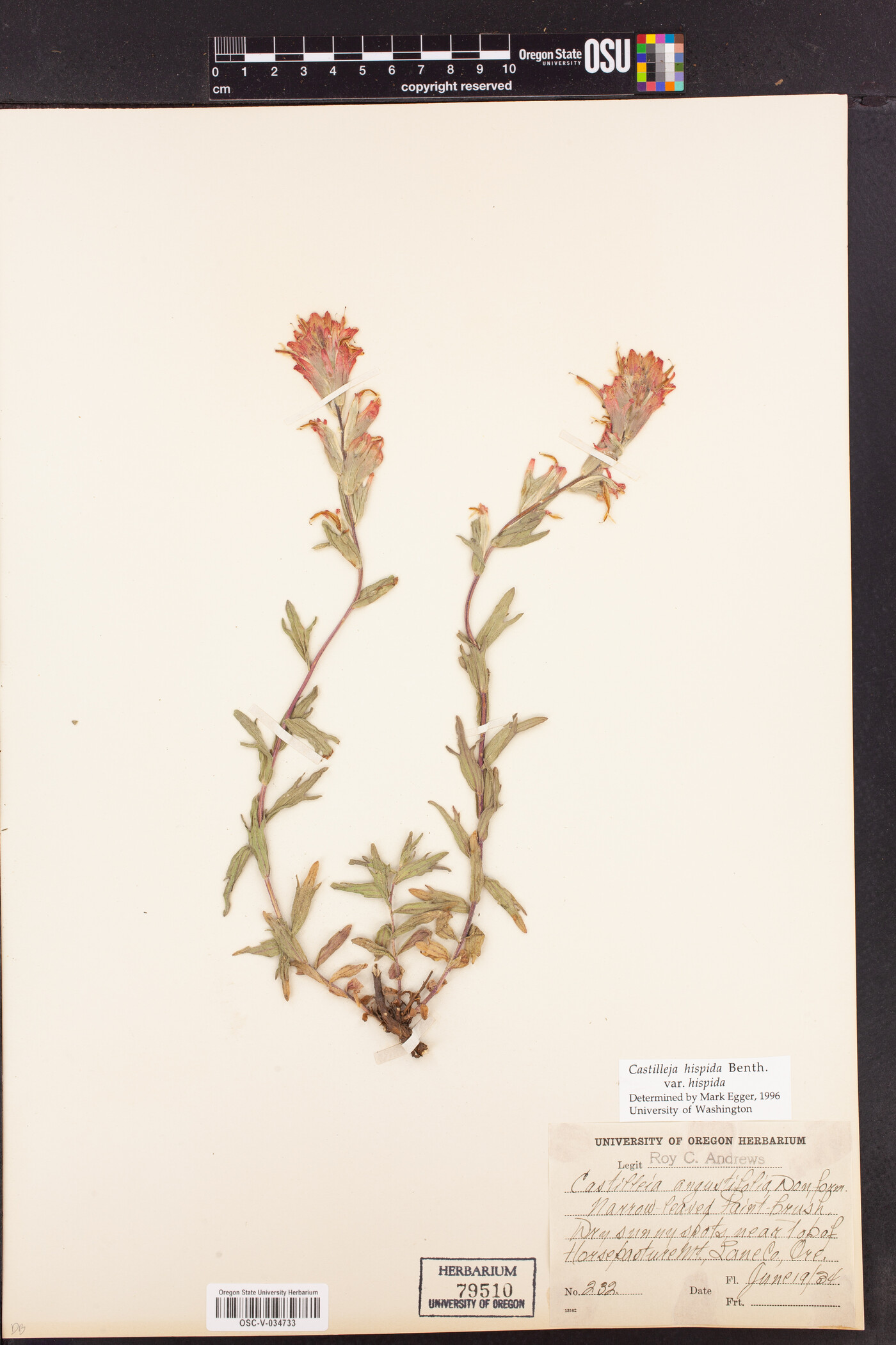 Castilleja hispida var. hispida image