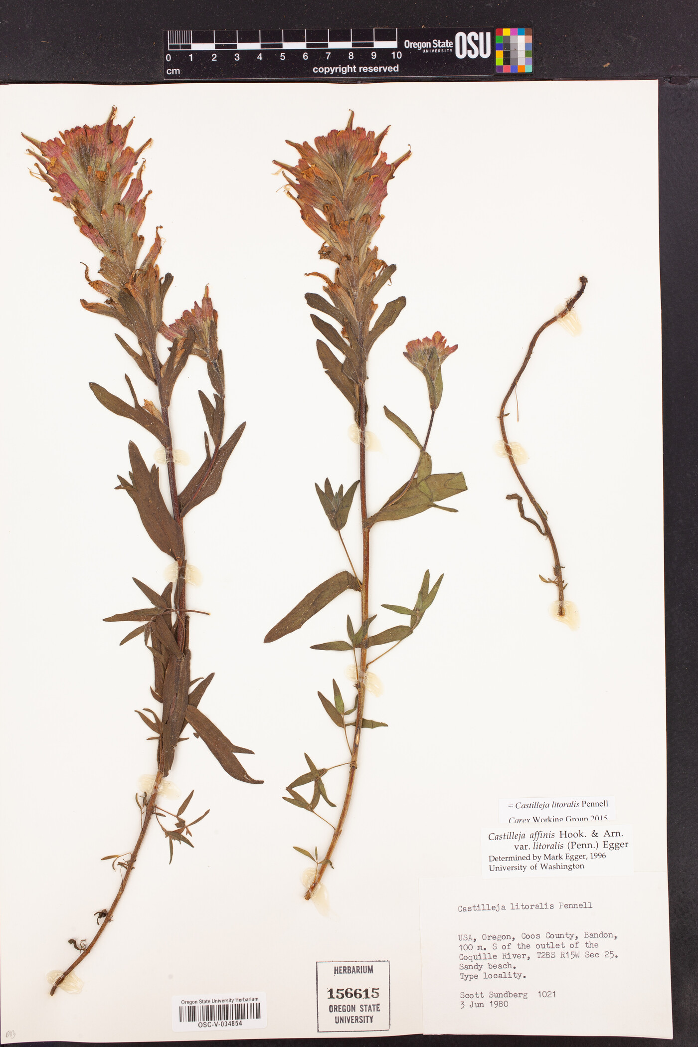 Castilleja litoralis image