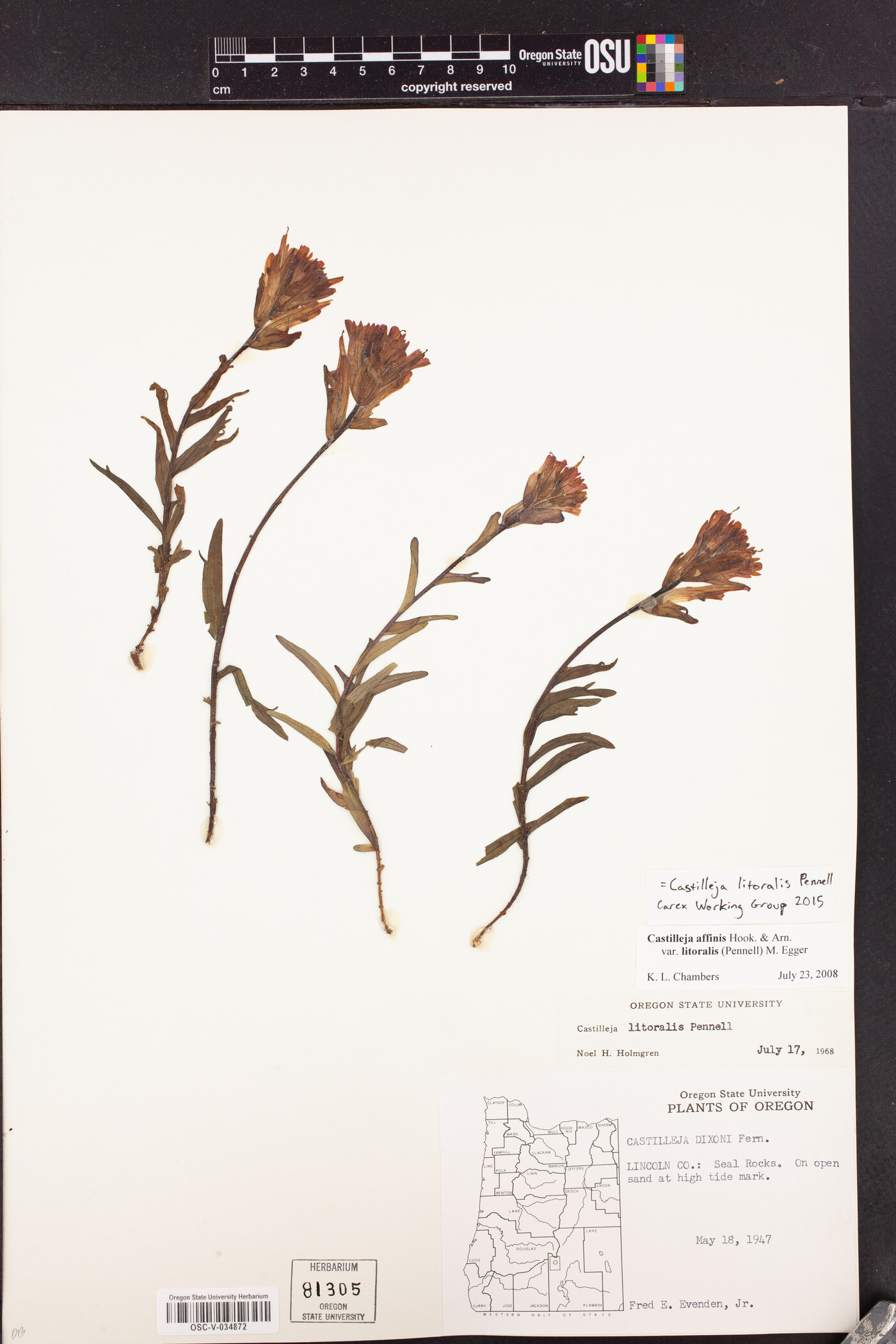 Castilleja litoralis image