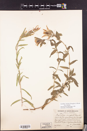 Castilleja miniata subsp. miniata image