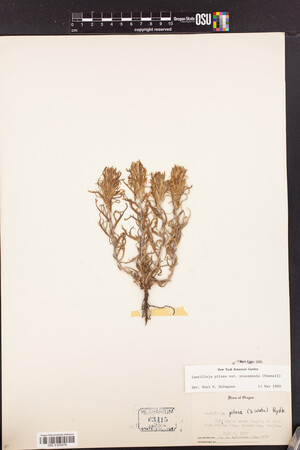 Castilleja pilosa var. steenensis image