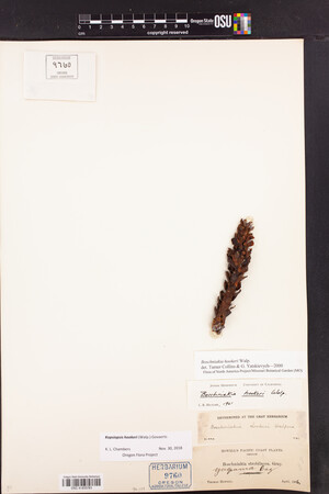 Kopsiopsis hookeri image