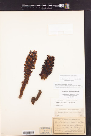Kopsiopsis strobilacea image