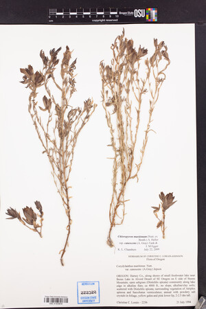 Chloropyron maritimum var. canescens image