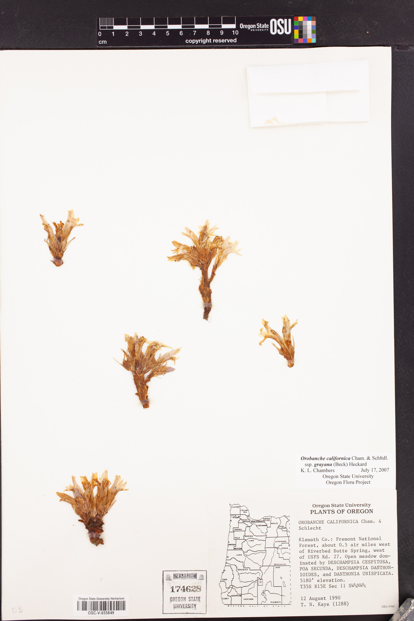 Aphyllon californicum subsp. grayanum image