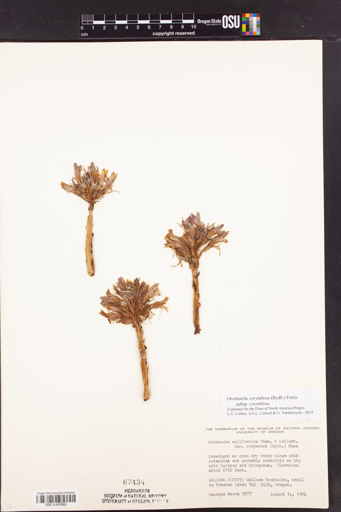 Aphyllon corymbosum subsp. corymbosum image