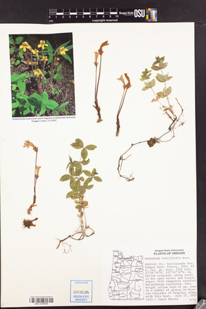 Aphyllon epigalium subsp. epigalium image